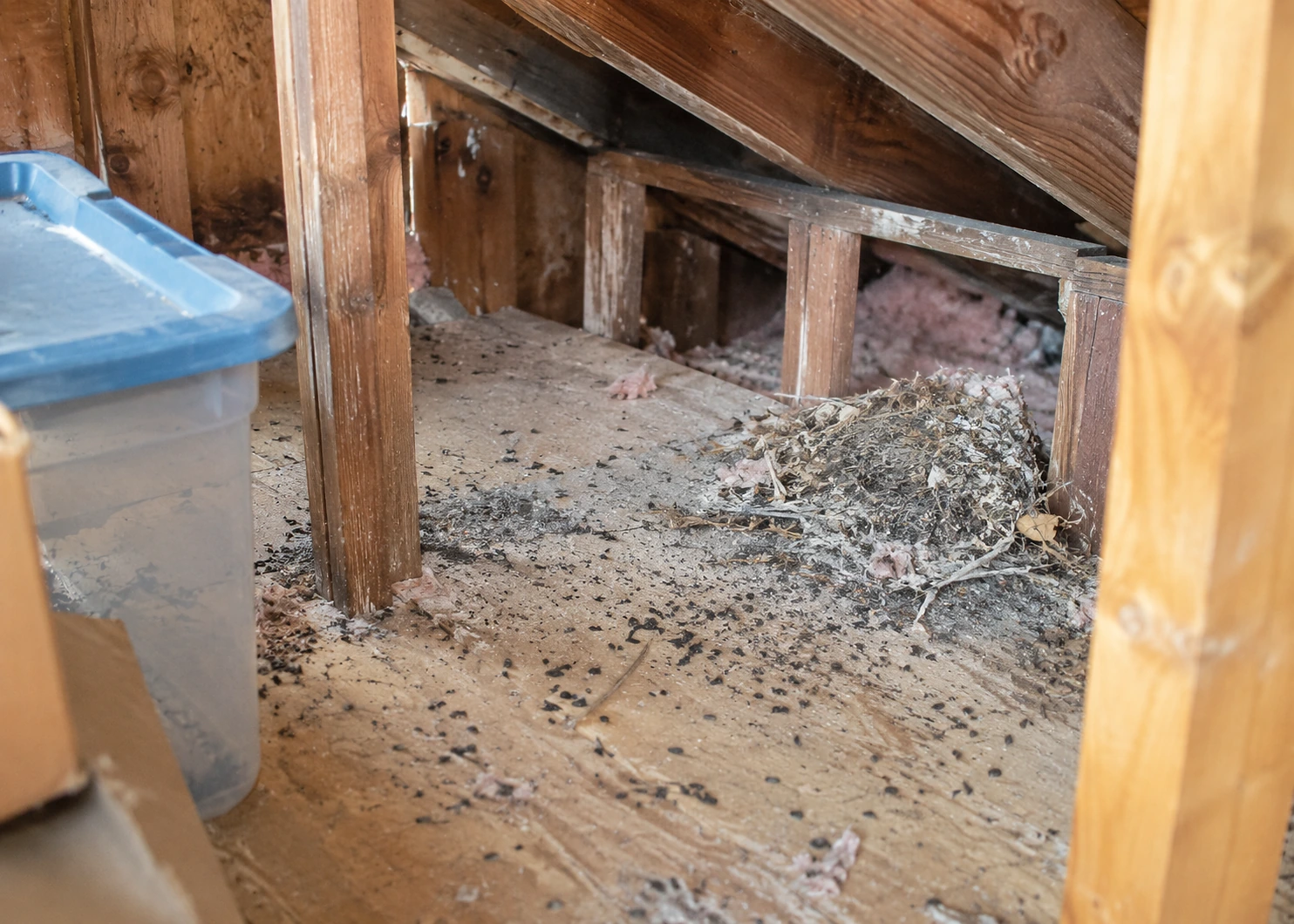 Illustrative attic or crawl-space area with rodent droppings and nesting debris affecting dusty surfaces.