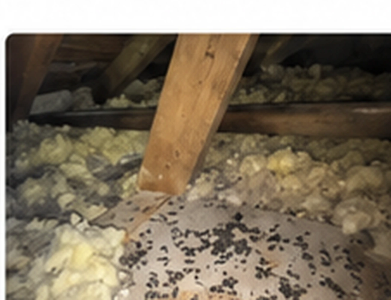 Illustrative residential garage and storage environment affected by rodent droppings.